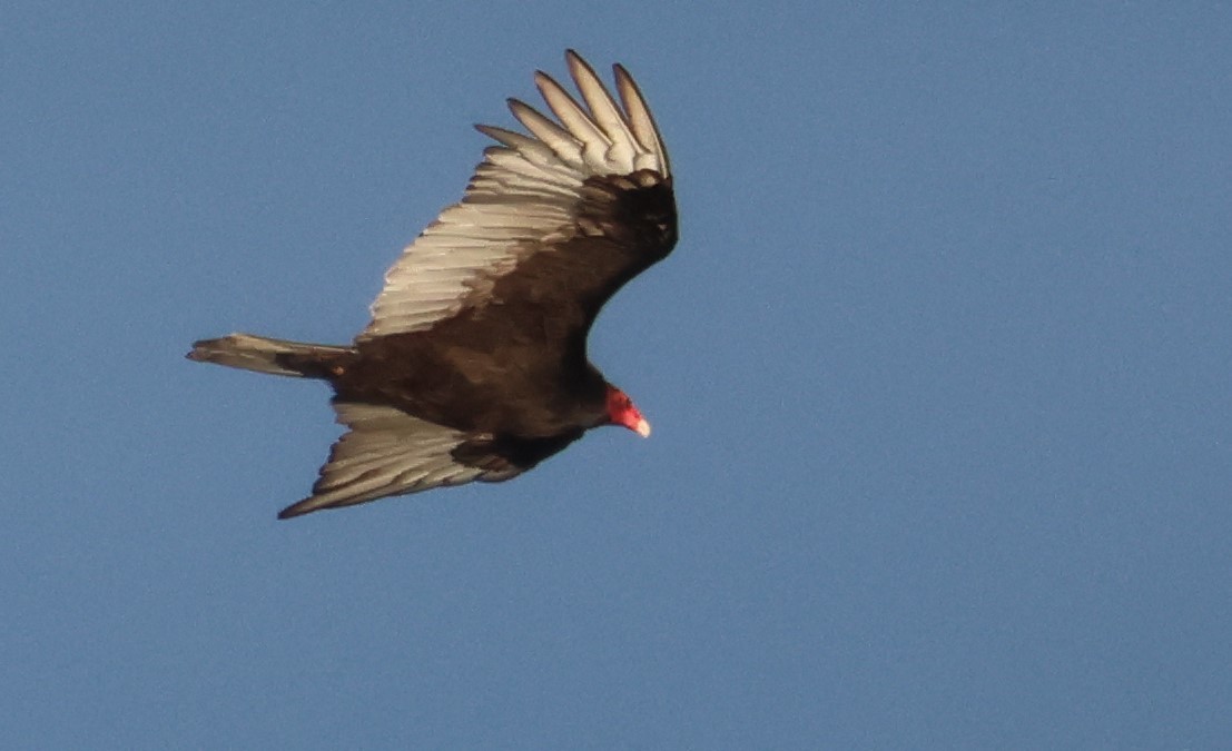 Turkey Vulture - Walter Thorne