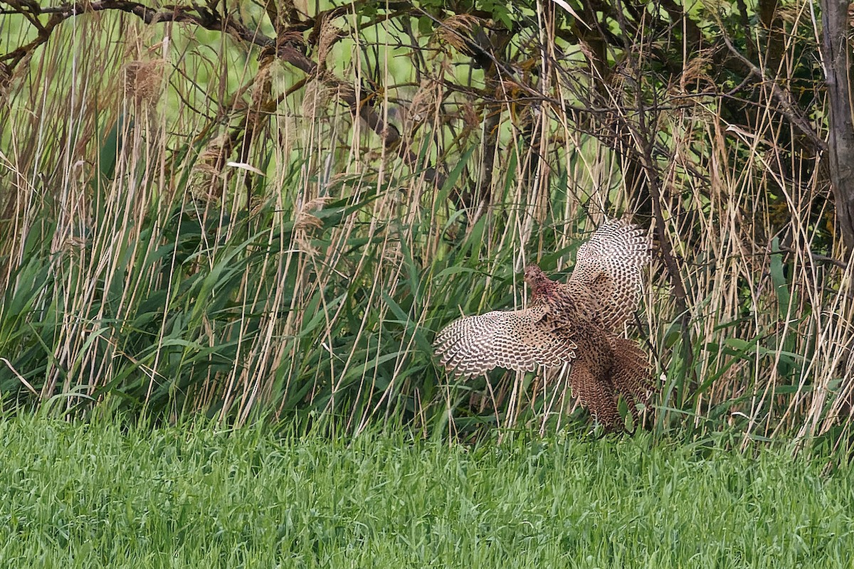 Ring-necked Pheasant - Luboš Klikar