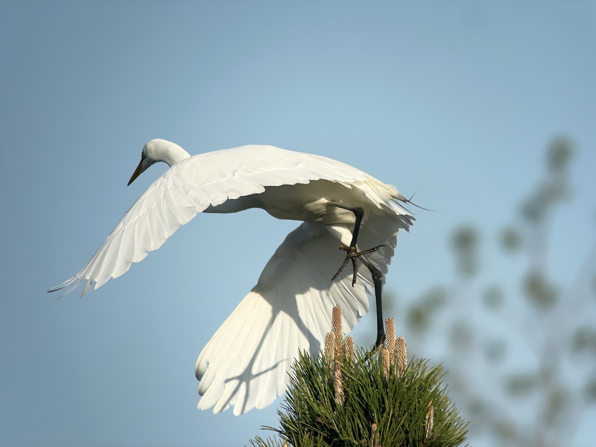 Great Egret - Ben Shamgochian