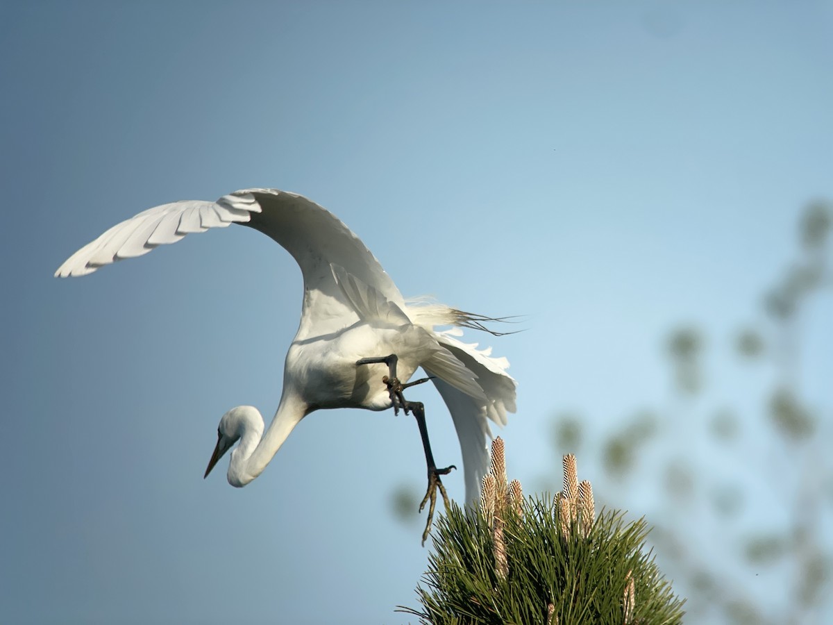 Great Egret - Ben Shamgochian