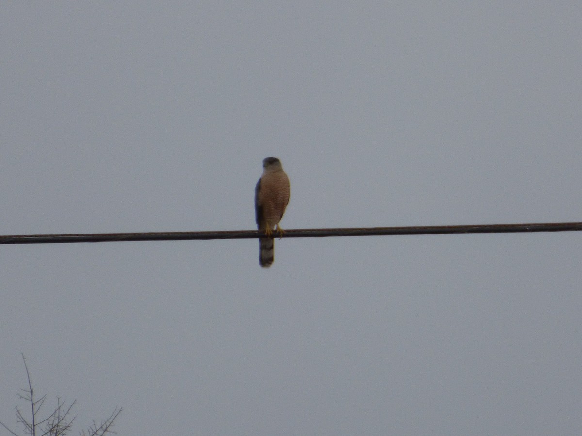 Cooper's Hawk - Jude Flores