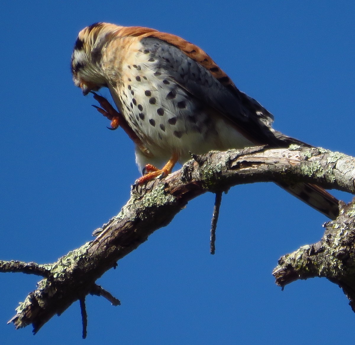 American Kestrel - Denise Wight