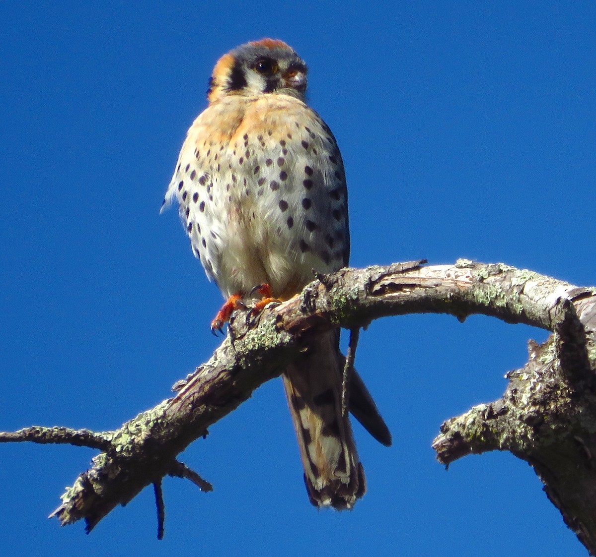 American Kestrel - Denise Wight