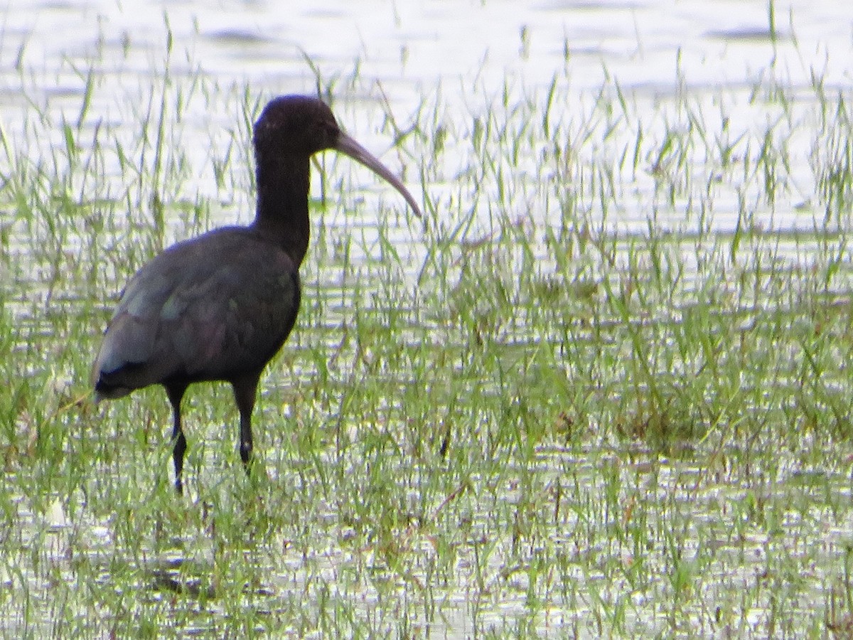 ibis andský - ML619443192