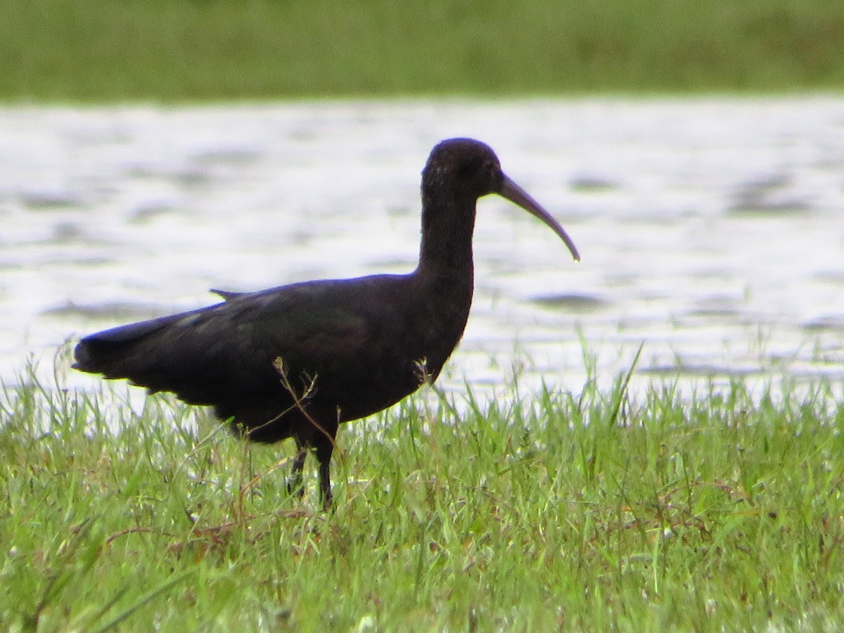 ibis andský - ML619443195