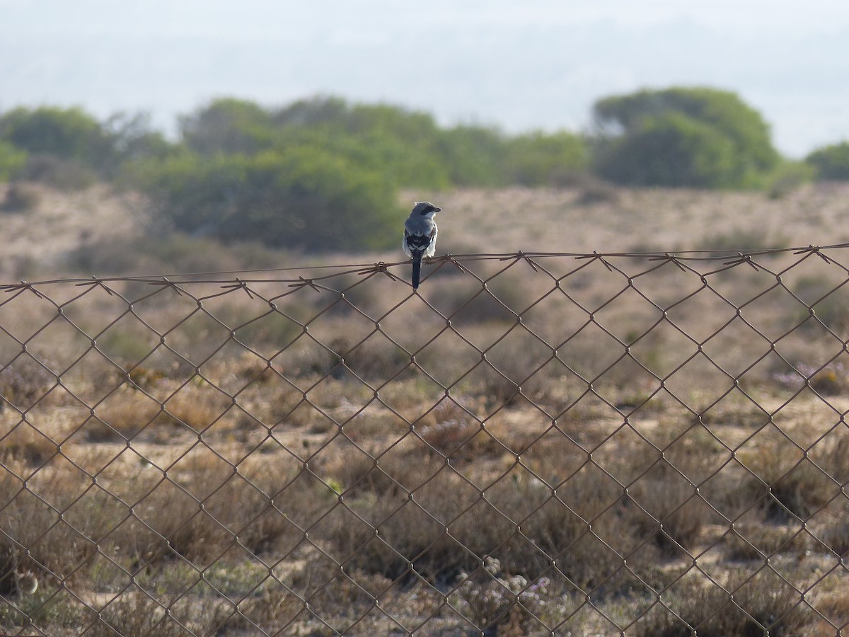 Great Gray Shrike - Jorge López Álvarez