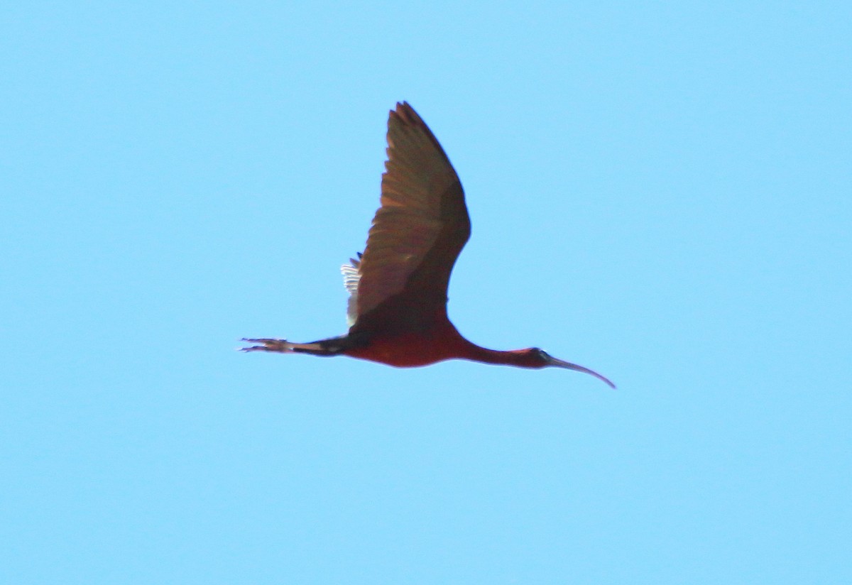 Glossy Ibis - bousquet francois