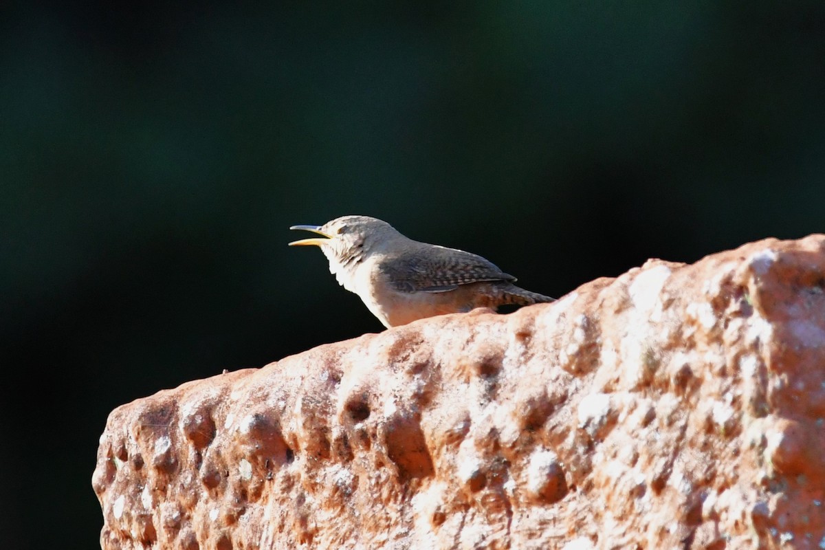 House Wren - Dan Bormann