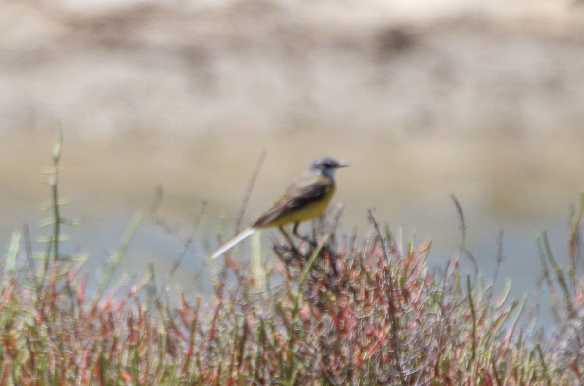 Western Yellow Wagtail - bousquet francois