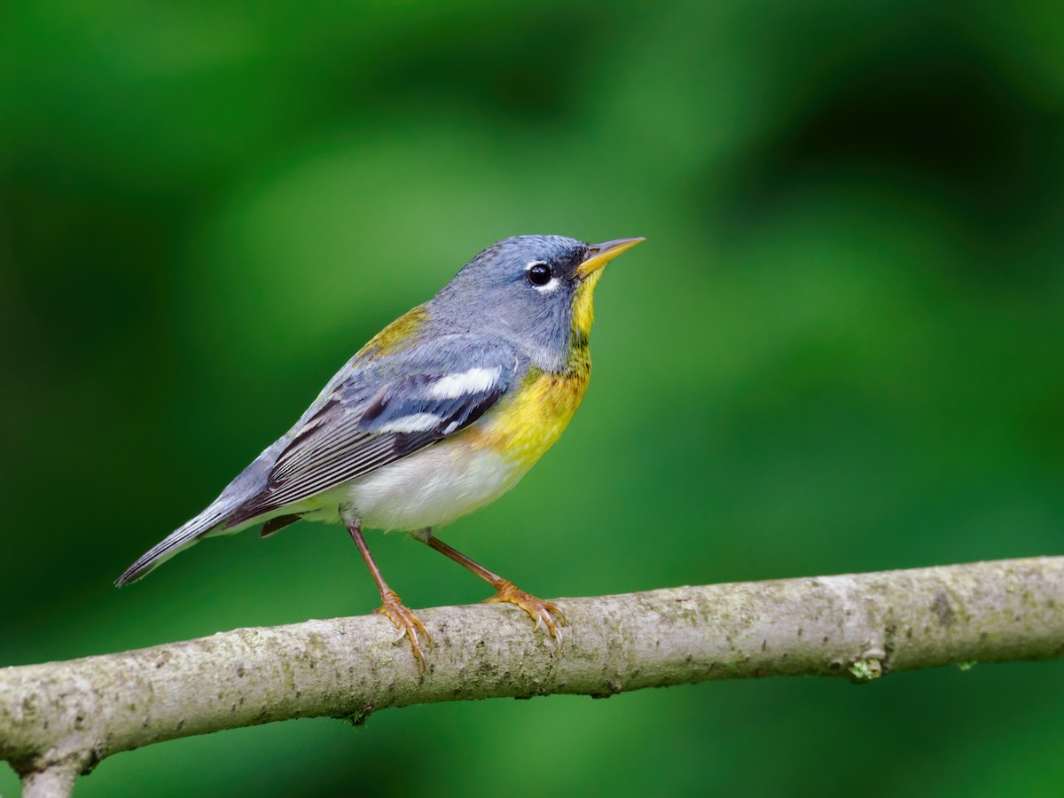 Northern Parula - Nick Athanas