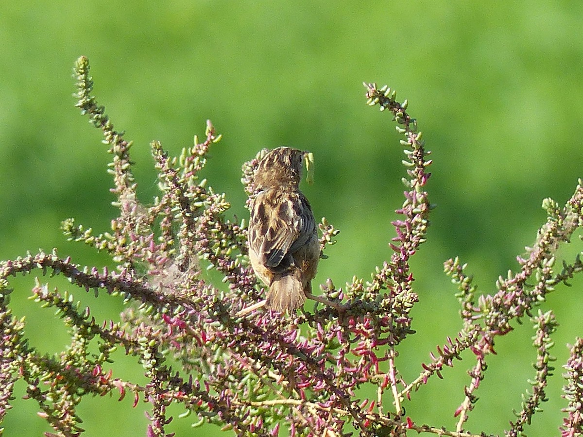 Zitting Cisticola - Jorge López Álvarez