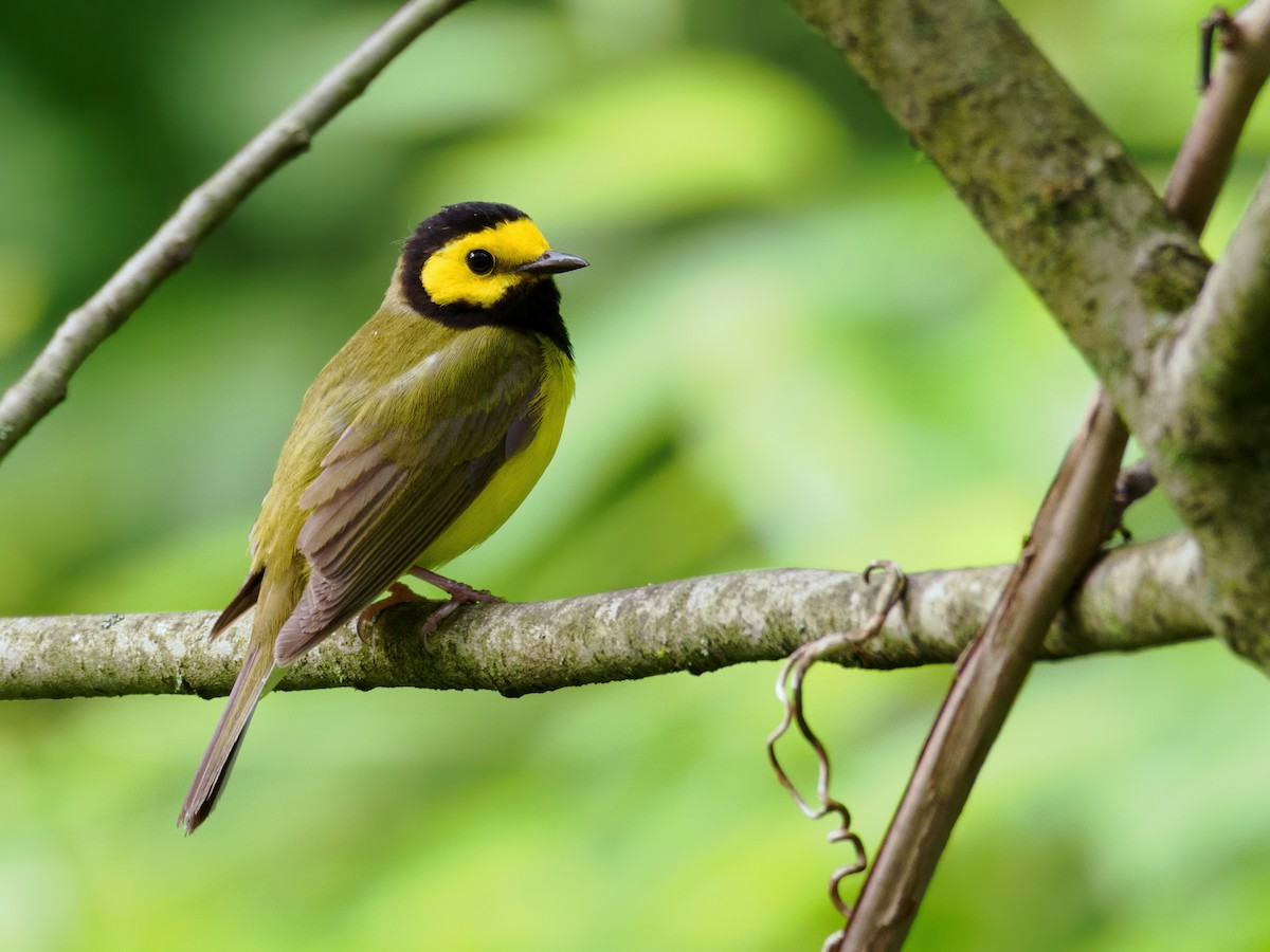 Hooded Warbler - Nick Athanas