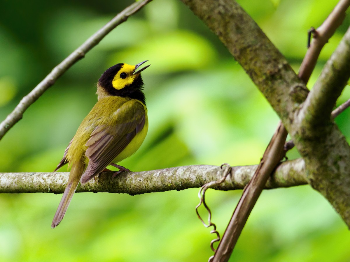 Hooded Warbler - Nick Athanas