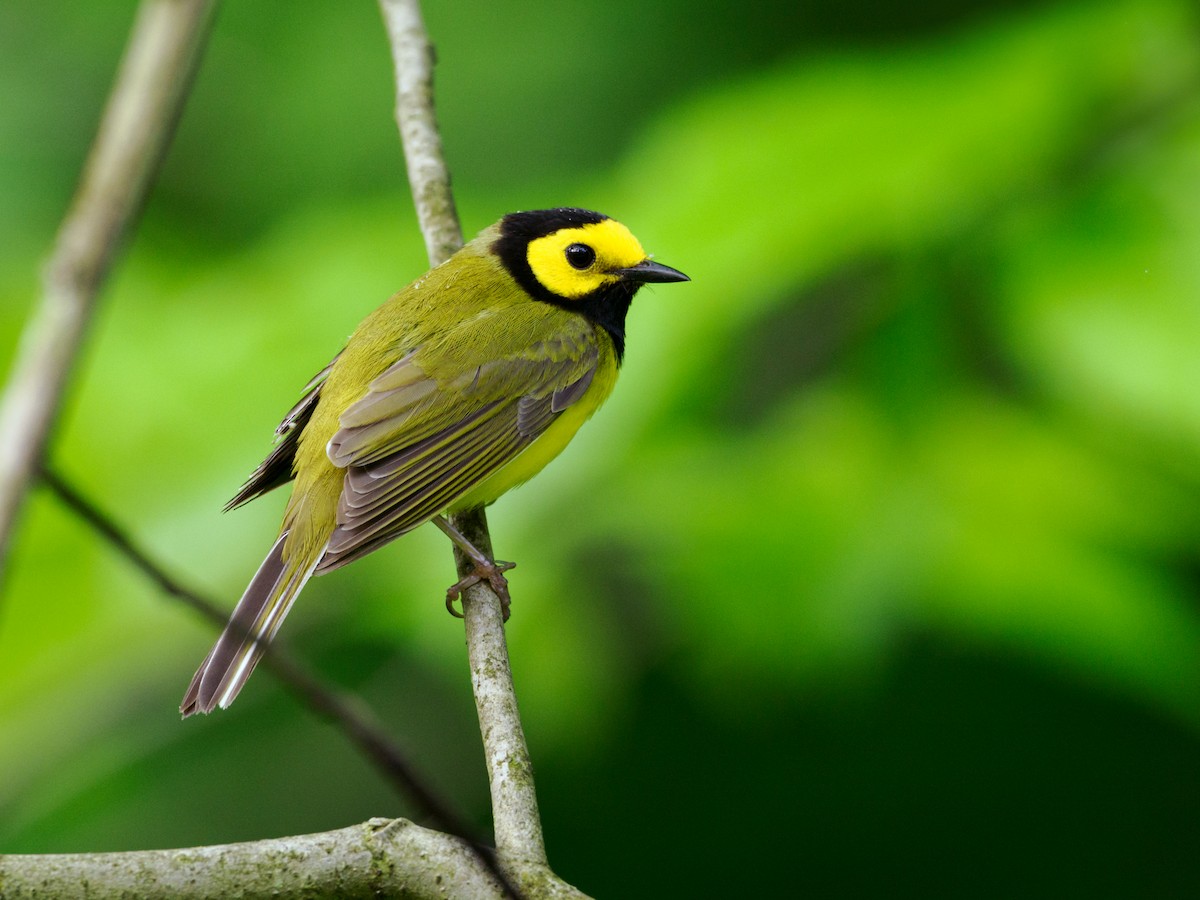 Hooded Warbler - Nick Athanas