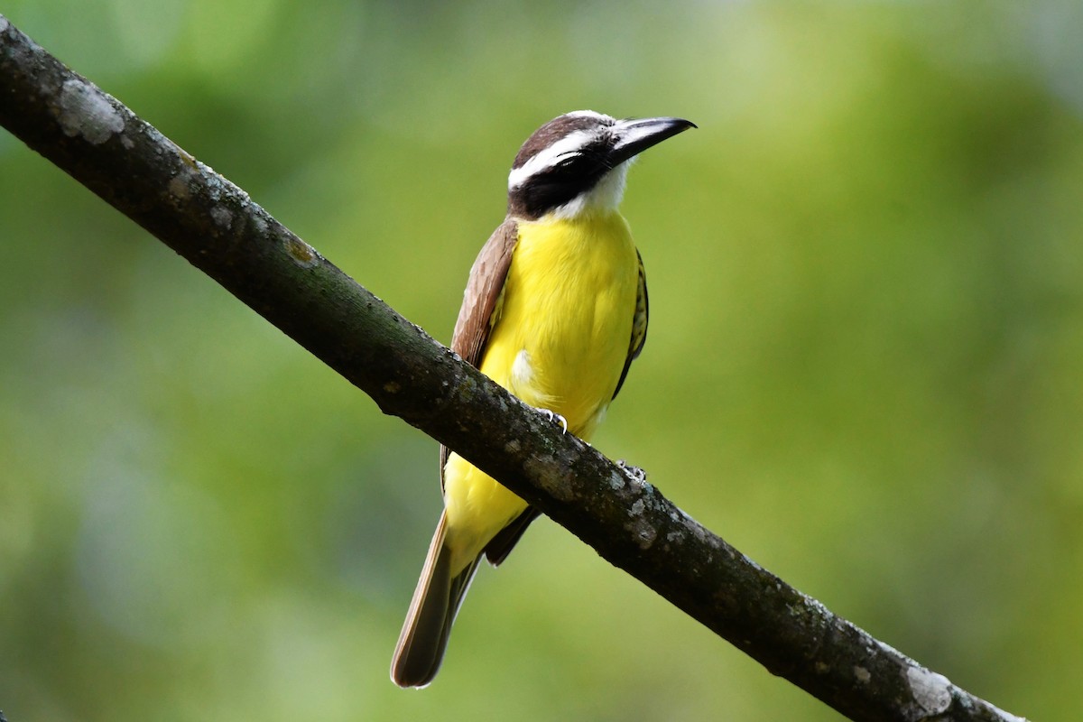 Boat-billed Flycatcher (Northern) - Dan Bormann