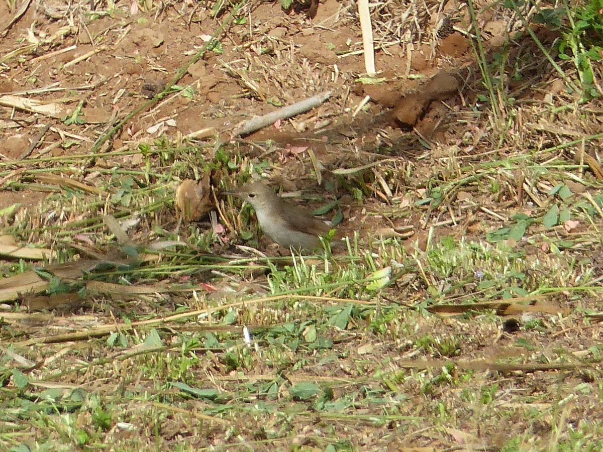 Eastern Olivaceous Warbler - Jorge López Álvarez