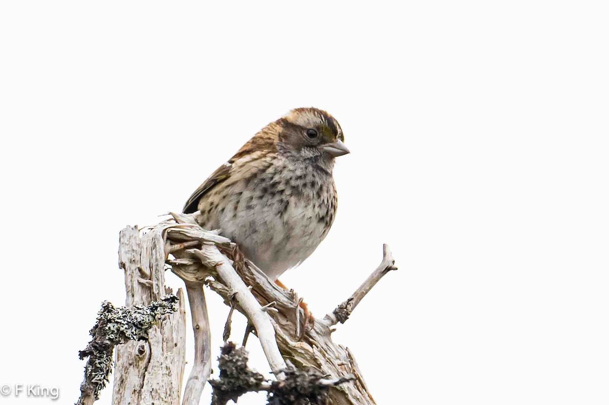 White-throated Sparrow - Frank King