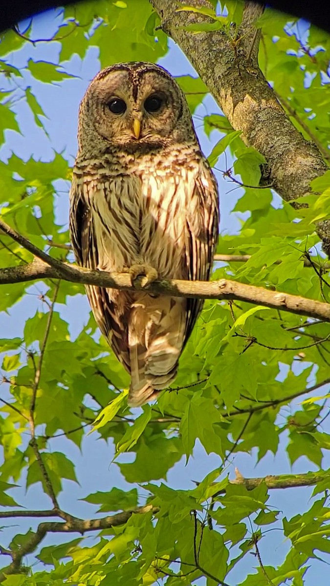 Barred Owl - ML619443253