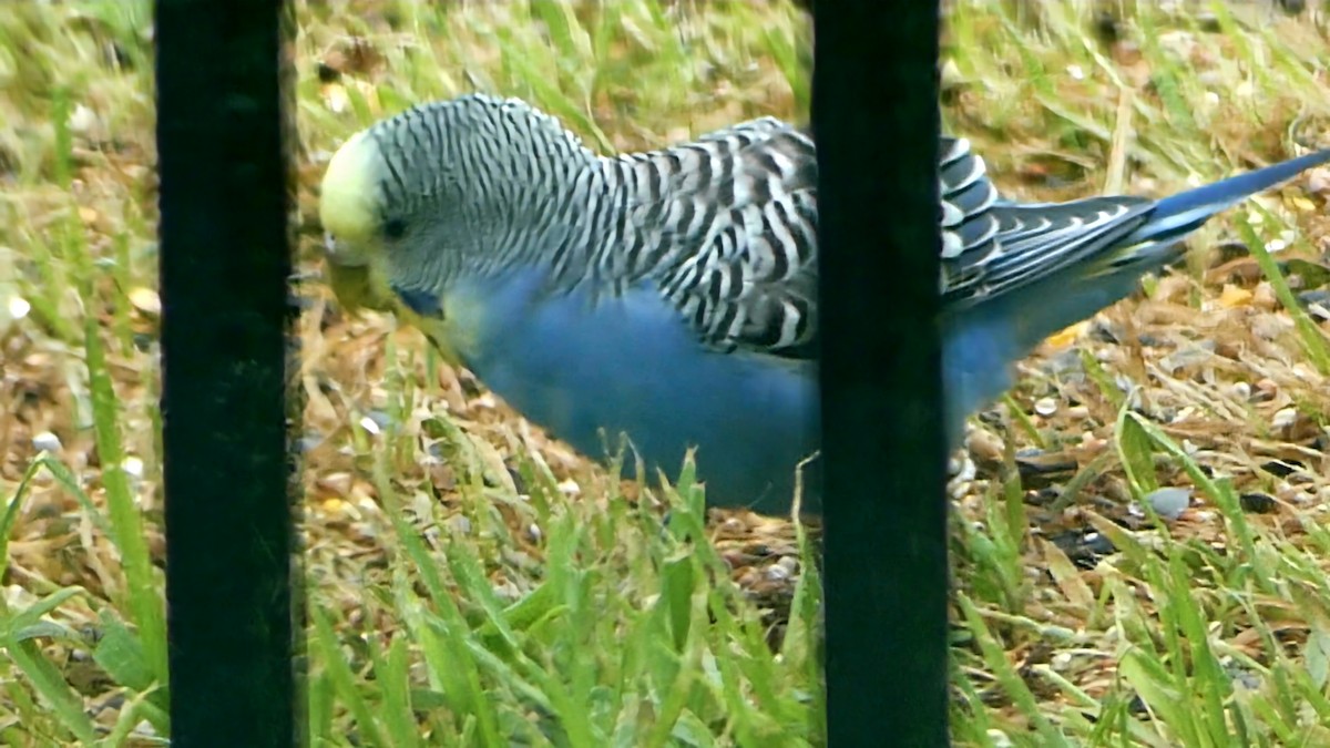 Budgerigar - Robert Langston