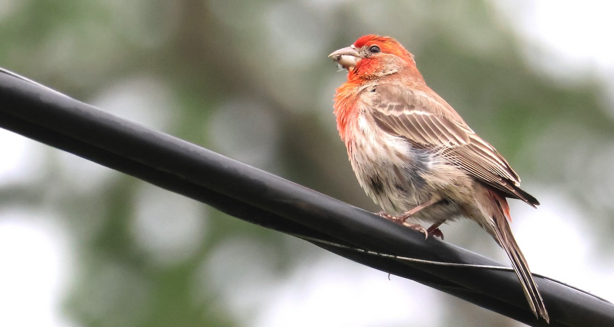 House Finch - Walter Thorne