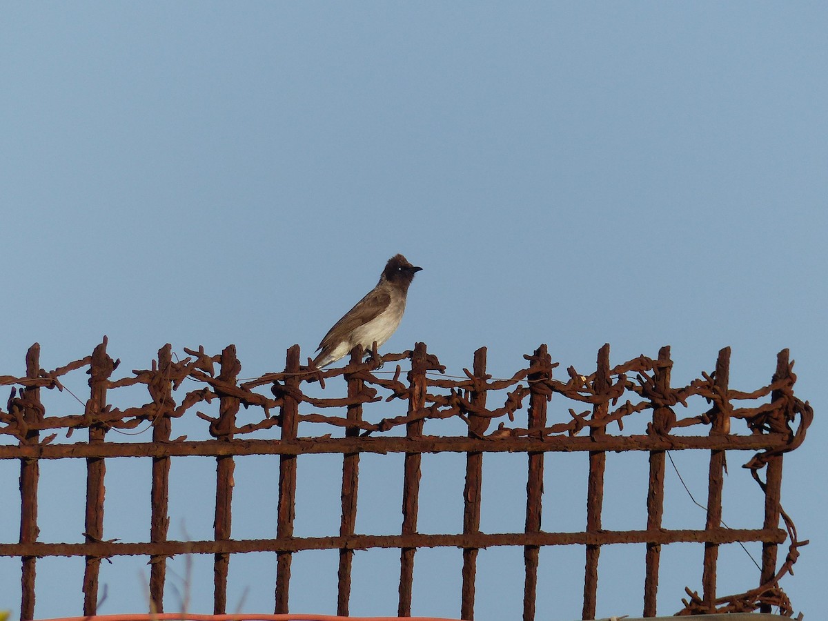 Common Bulbul - Jorge López Álvarez