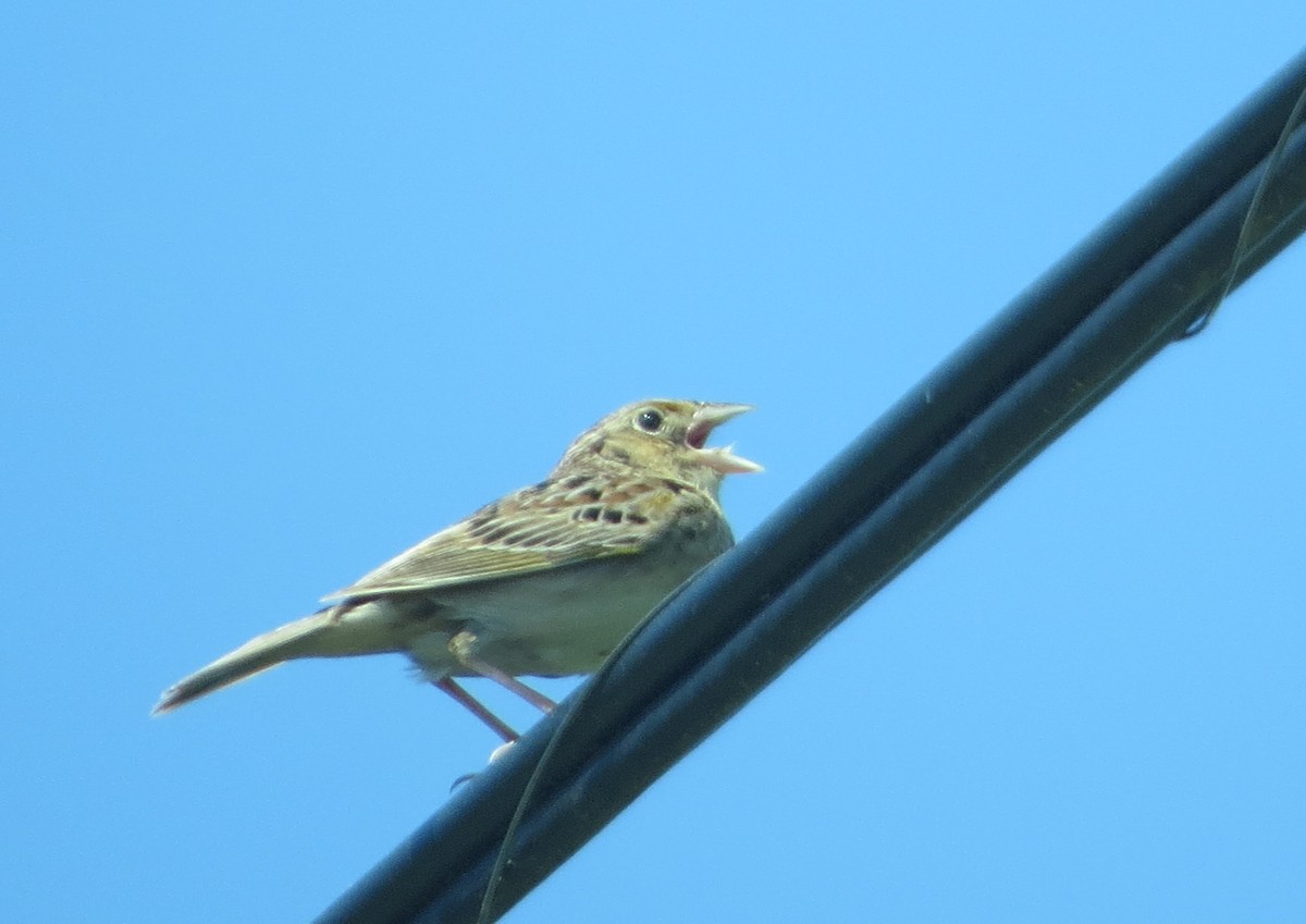 Grasshopper Sparrow - Robin Skinner