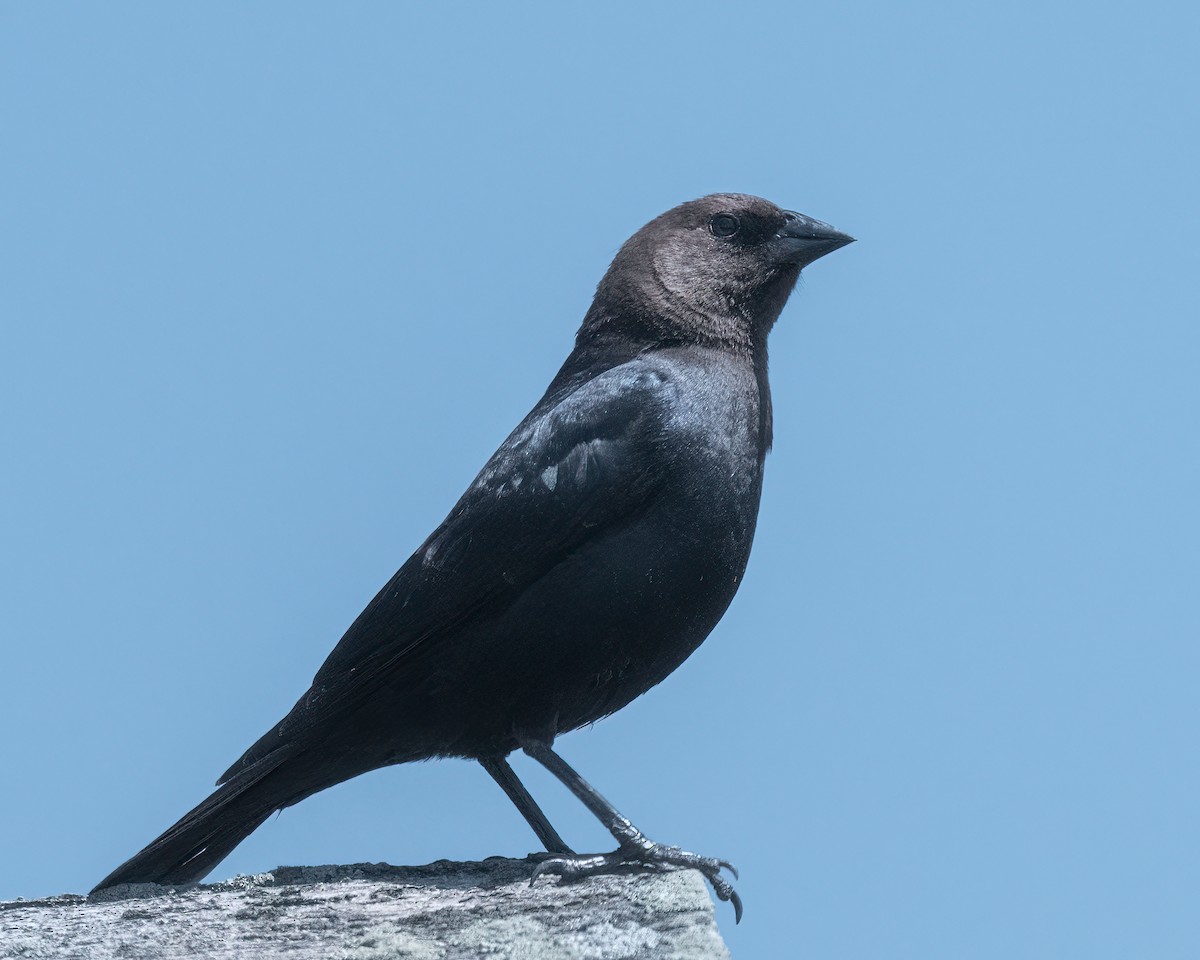 Brown-headed Cowbird - Mark Singer