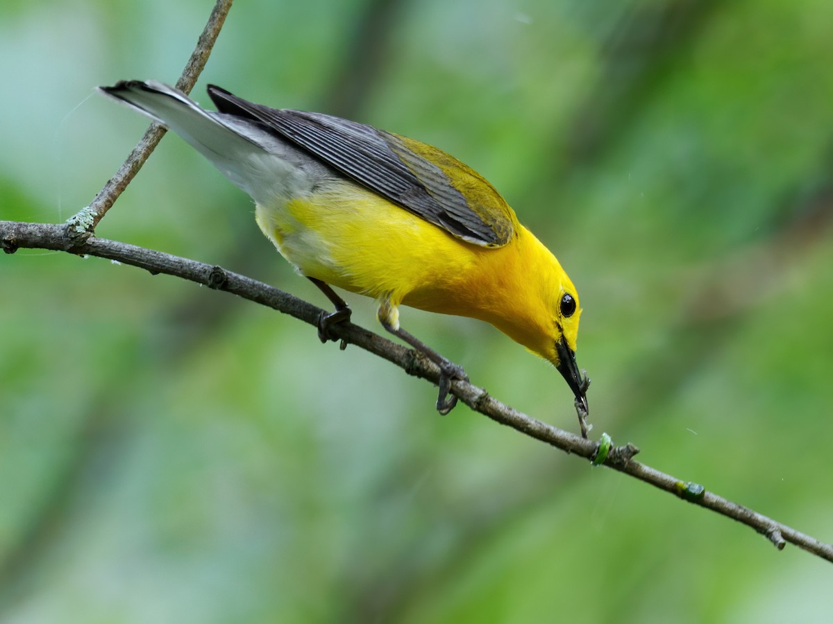Prothonotary Warbler - Nick Athanas