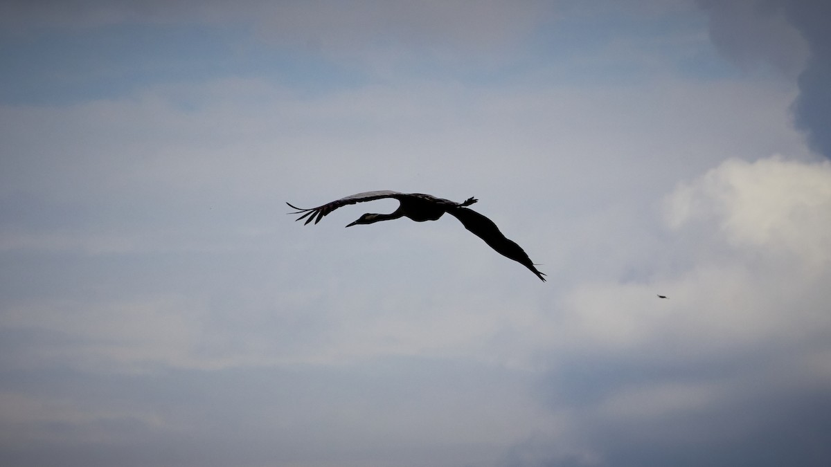 Common Crane - Marcin Filinger