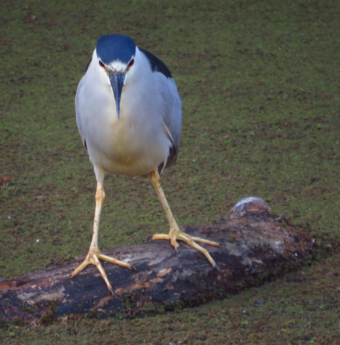 Black-crowned Night Heron - ML619443287