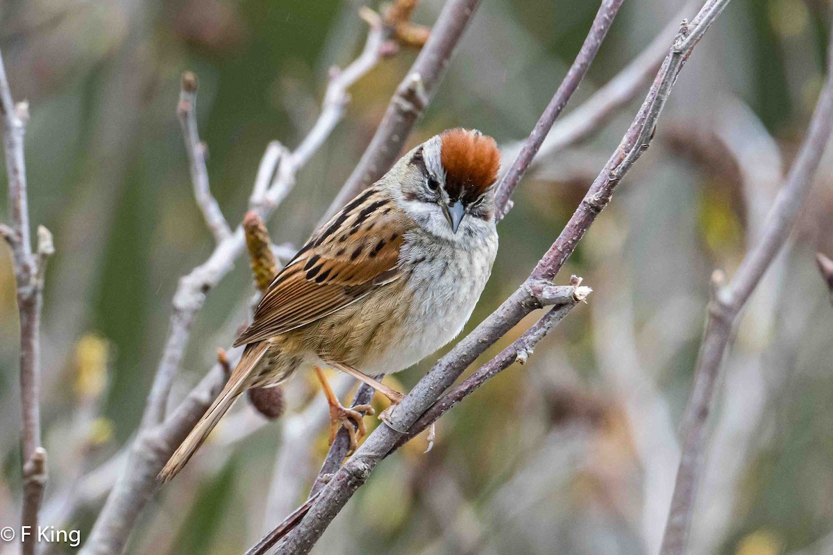 Swamp Sparrow - Frank King