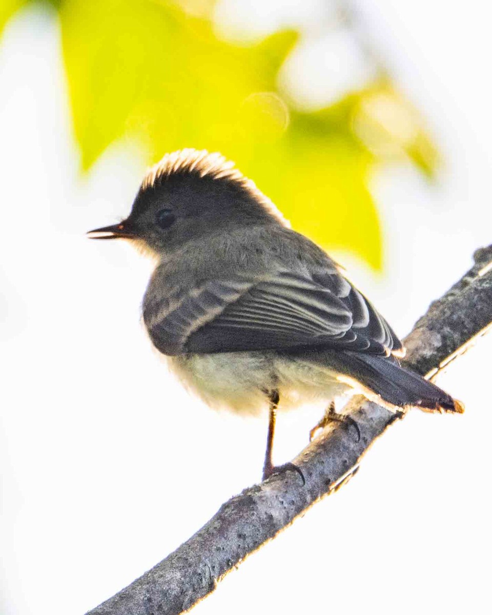 Eastern Wood-Pewee - Gary Hofing