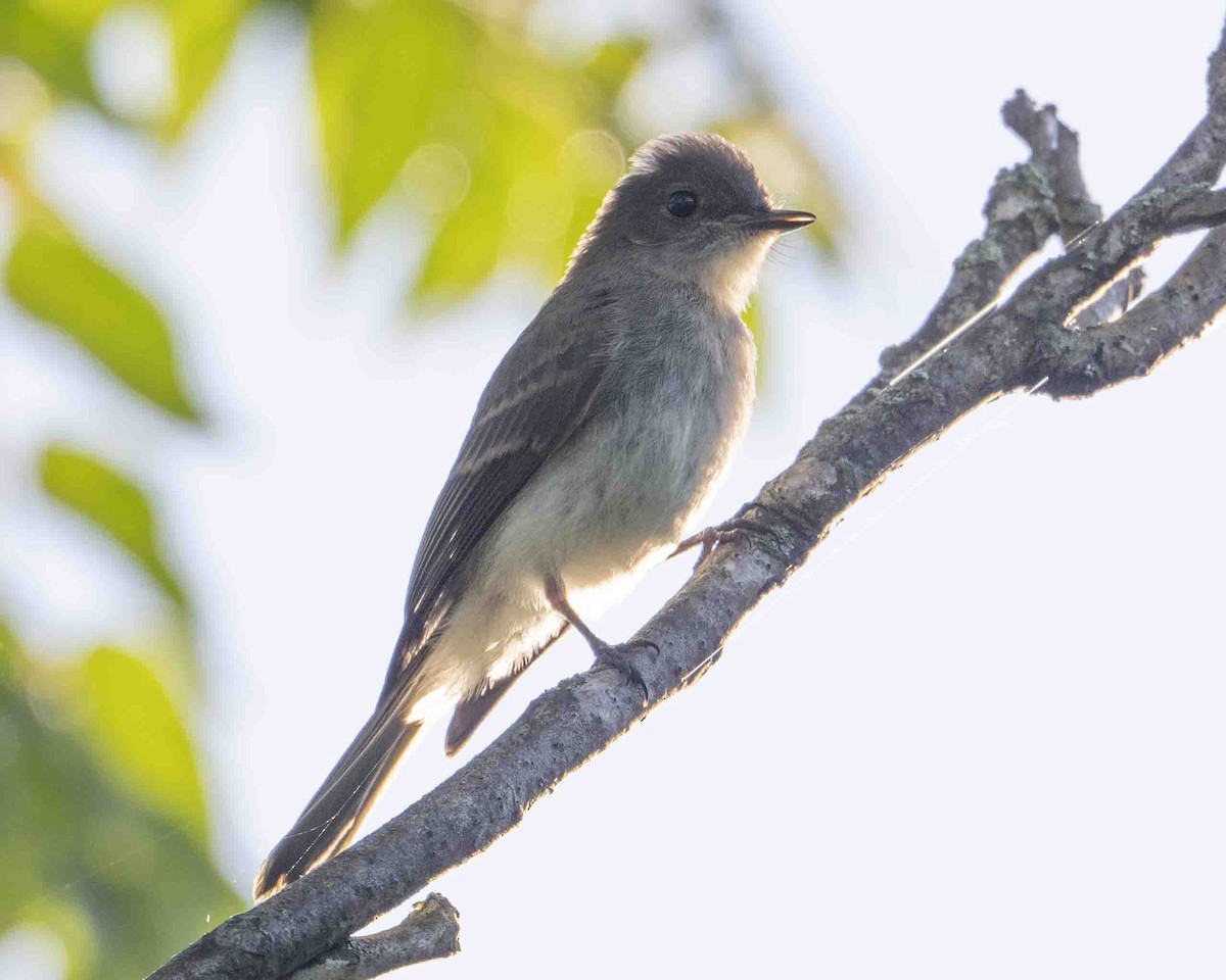 Eastern Wood-Pewee - Gary Hofing