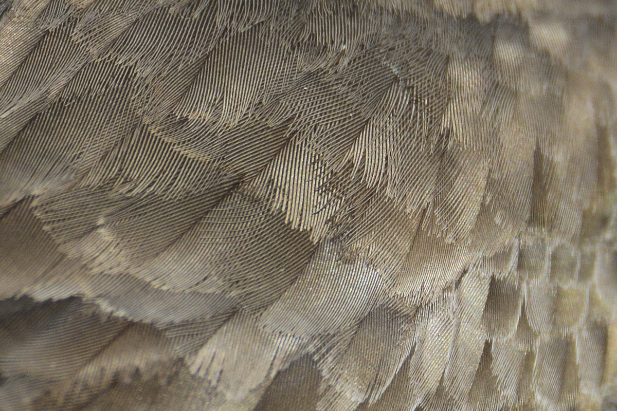 Semipalmated Plover - Jax Nasimok