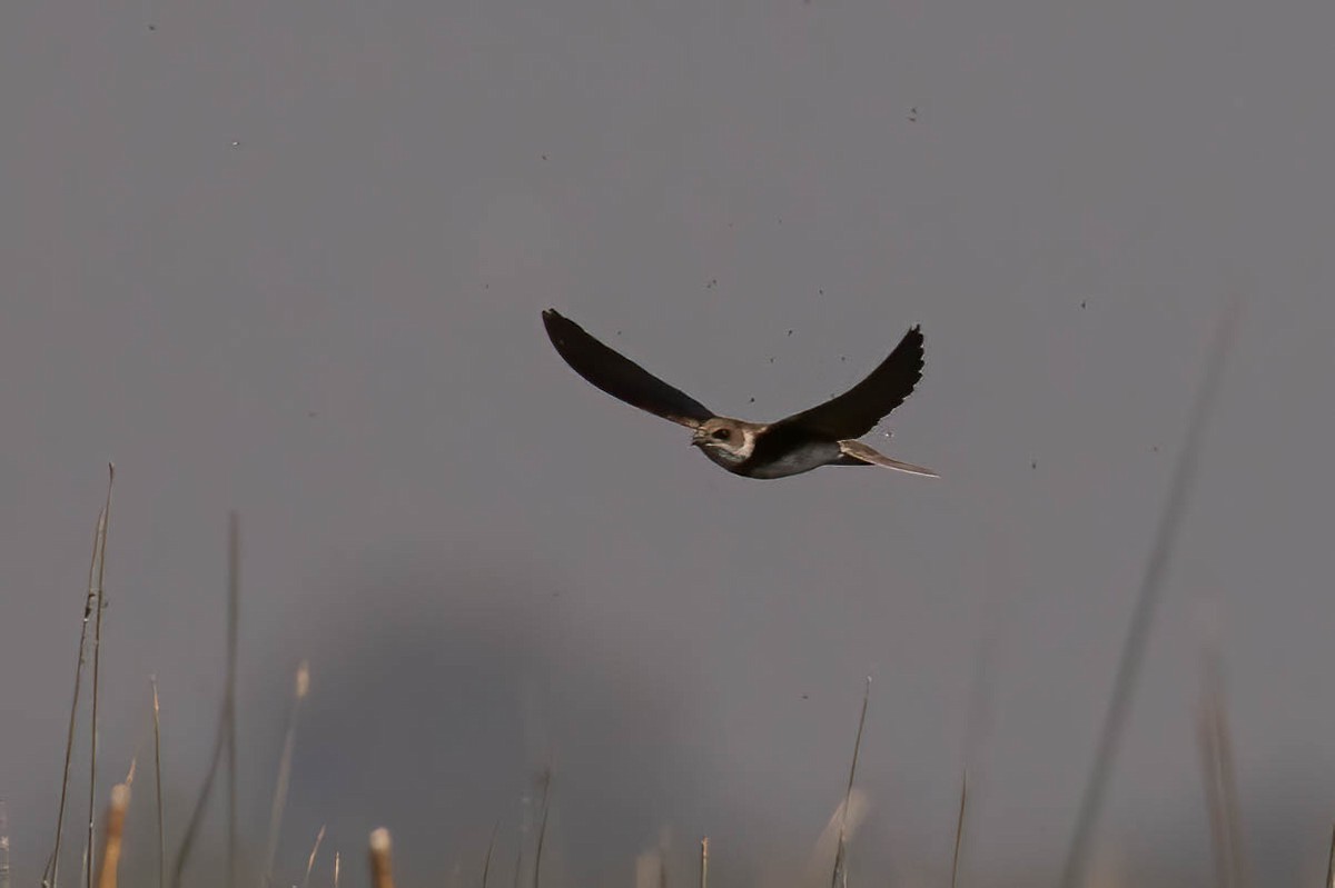 Bank Swallow - Neeraja V