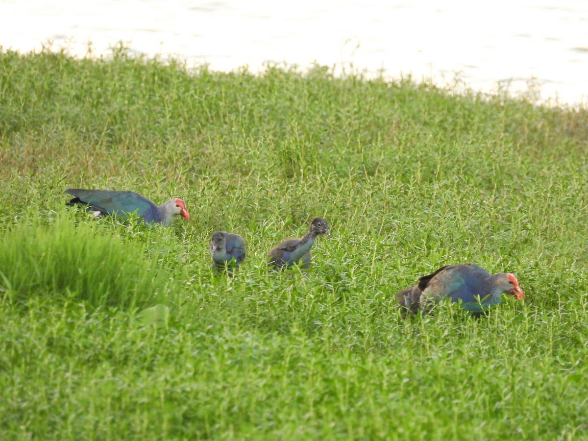 Gray-headed Swamphen - ML619443308