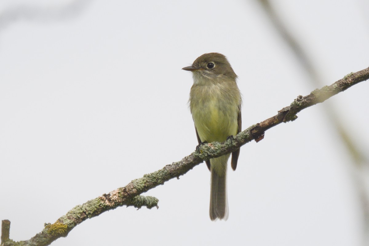 Least Flycatcher - Jax Nasimok