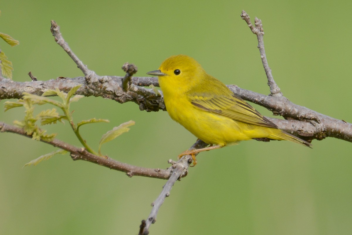 Yellow Warbler - Jax Nasimok