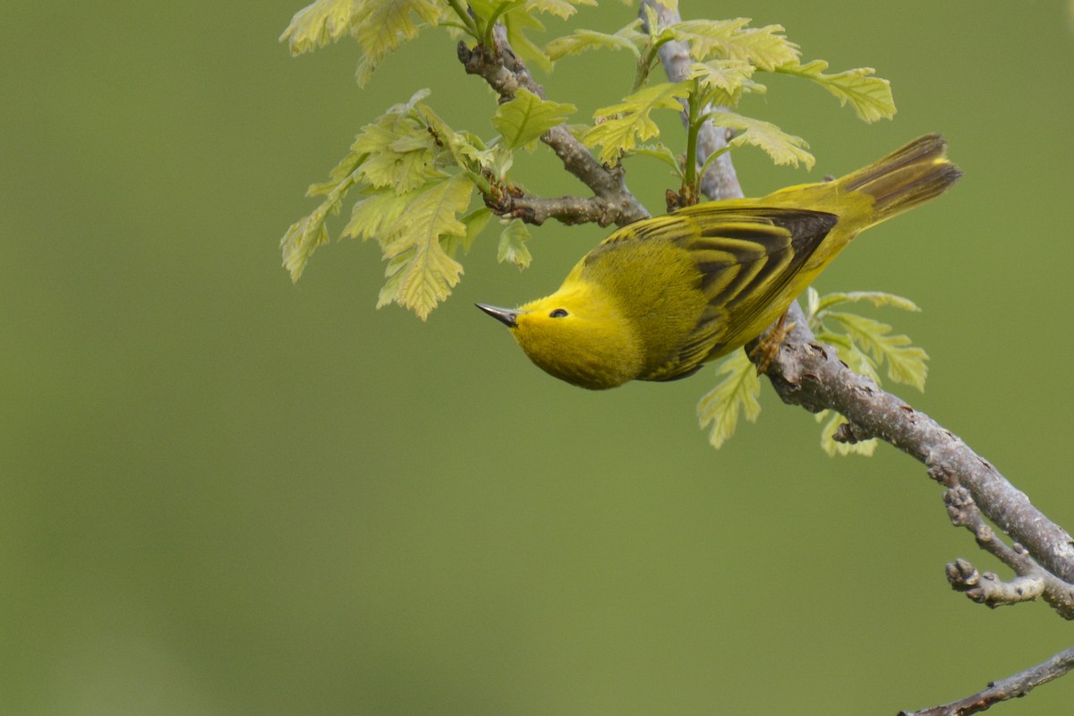 Yellow Warbler - Jax Nasimok