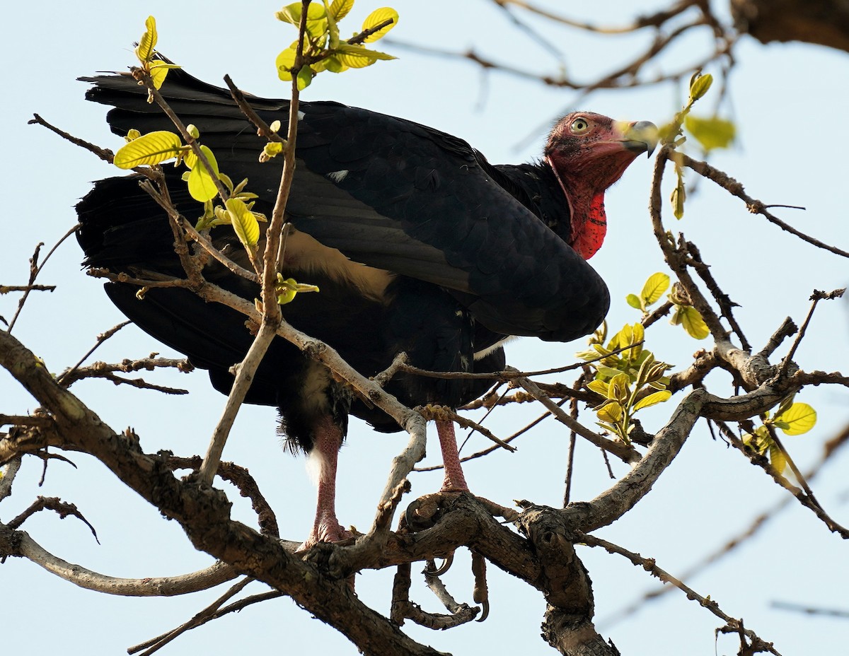 Red-headed Vulture - chaitanya maringanti