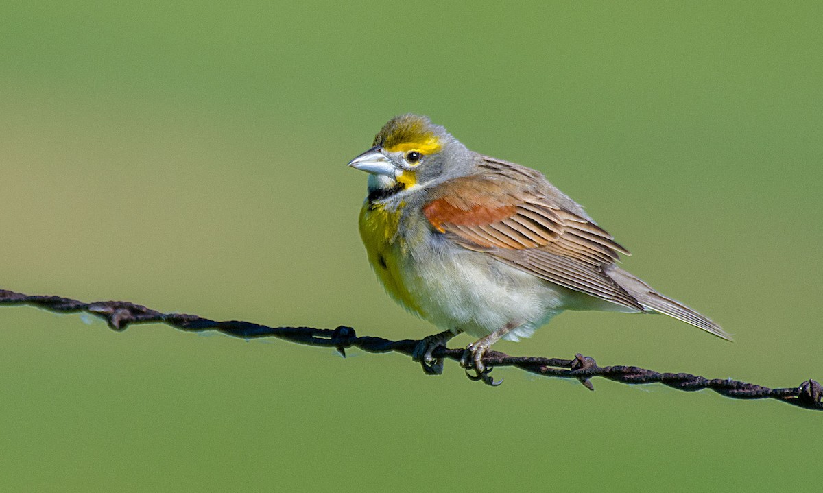 Dickcissel - ML619443328