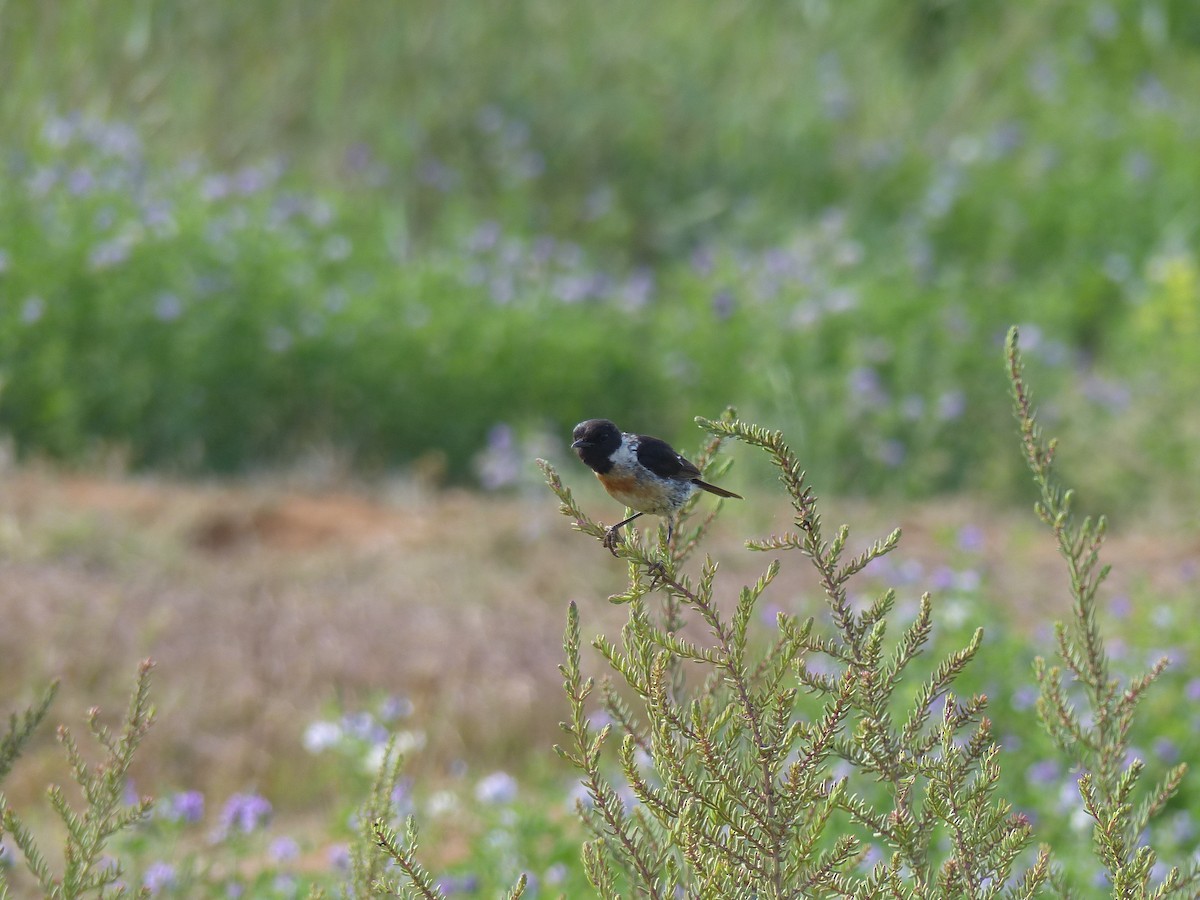 European Stonechat - Jorge López Álvarez