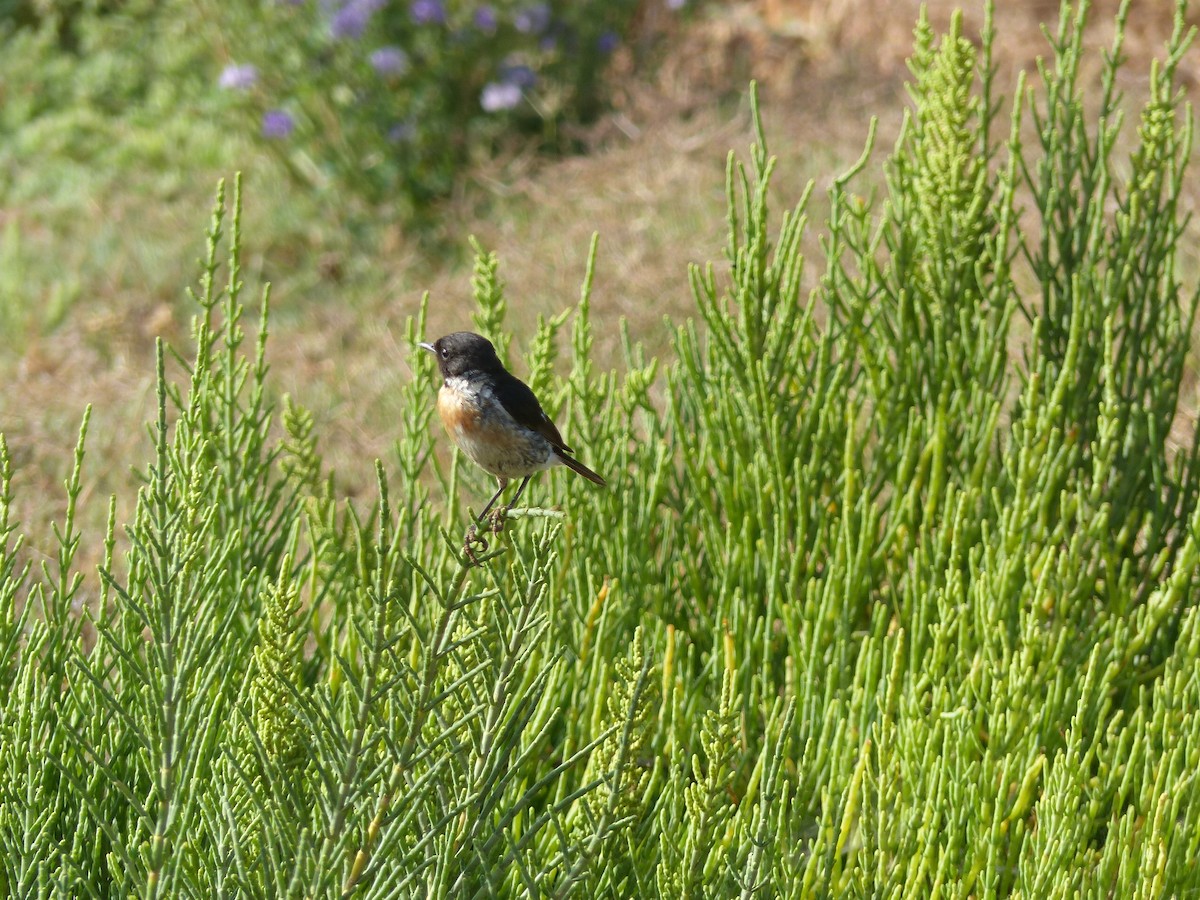 European Stonechat - Jorge López Álvarez