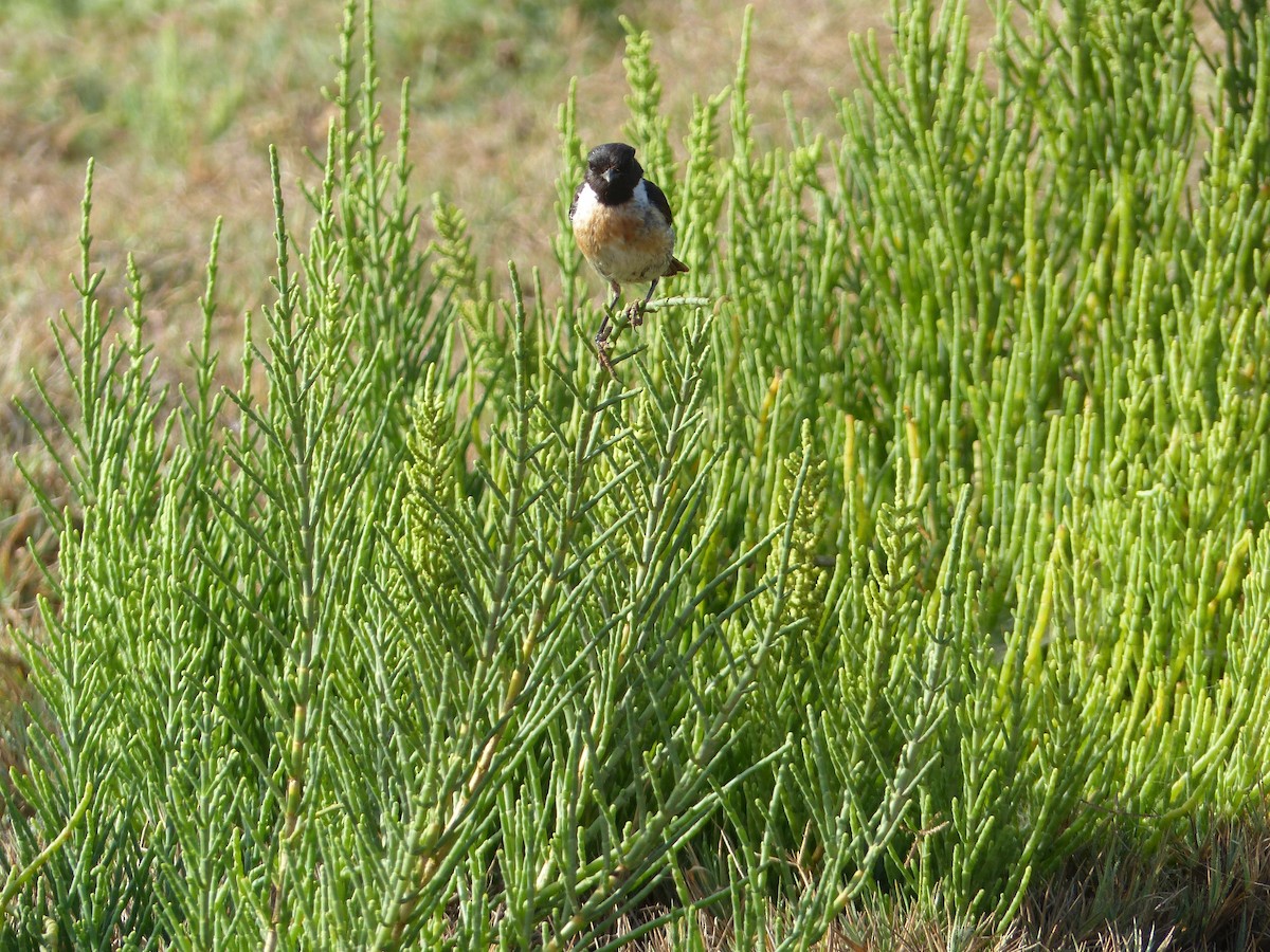 European Stonechat - Jorge López Álvarez