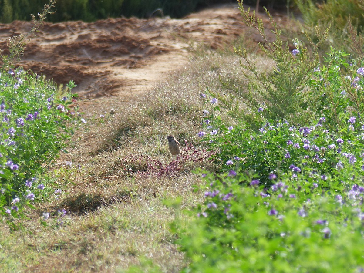 European Stonechat - Jorge López Álvarez