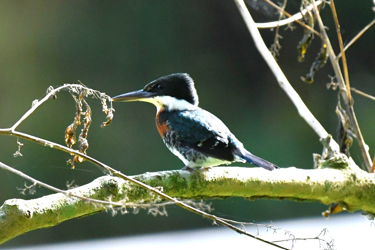 Green Kingfisher - Dan Bormann