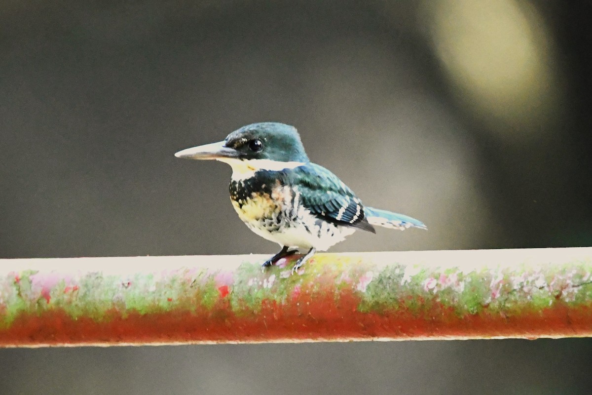 Green Kingfisher - Dan Bormann