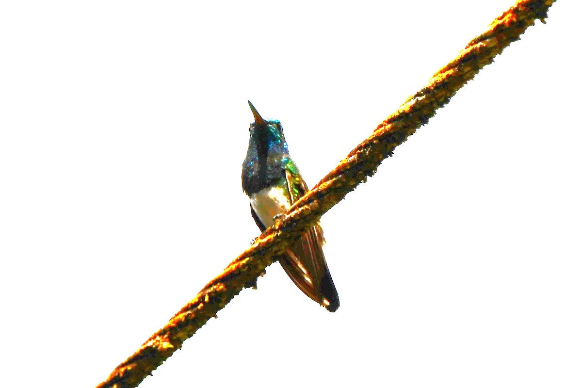 Snowy-bellied Hummingbird - Dan Bormann