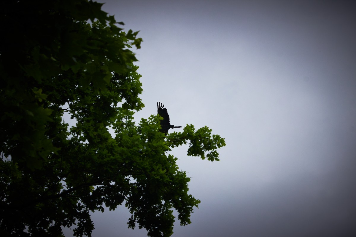 Gray Heron - Marcin Filinger