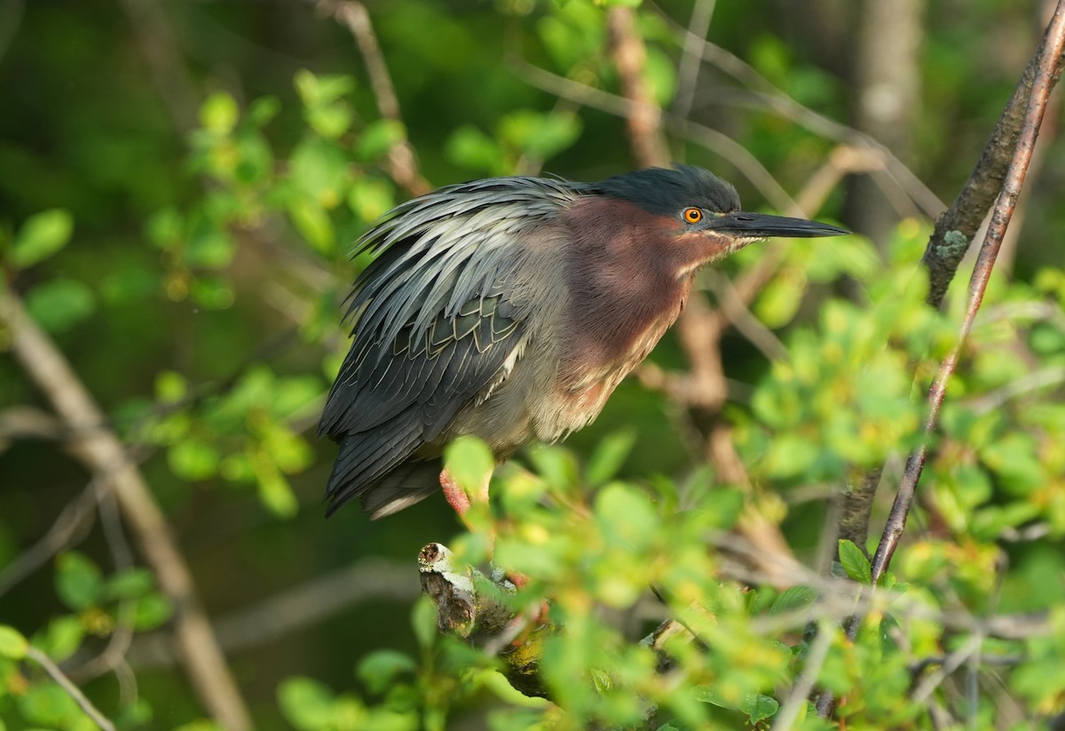 Green Heron - Jean-Nicholas Haché